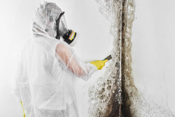 Best Post-Remediation Services in Wacousta, MI