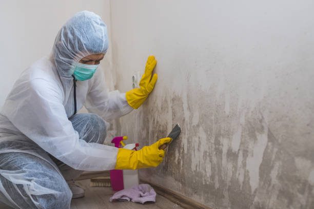 Trusted Wacousta, MI Mold Remediation Experts