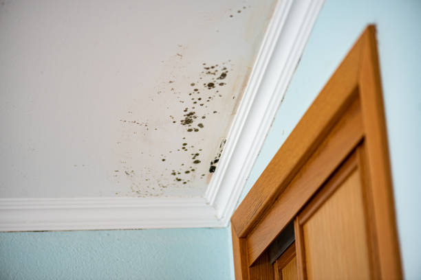 Best DIY Mold Remediation Support Services in Wacousta, MI