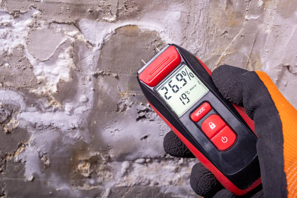Best Crawl Space Mold Remediation in Wacousta, MI