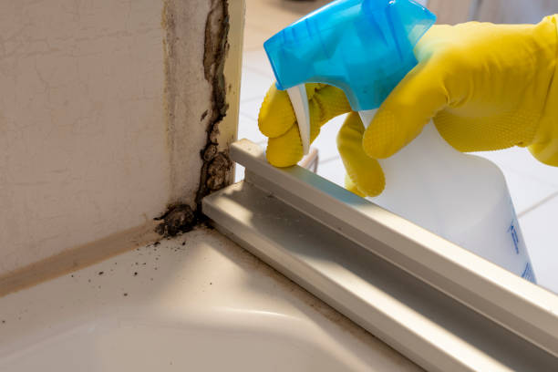 Best Residential Mold Remediation in Wacousta, MI