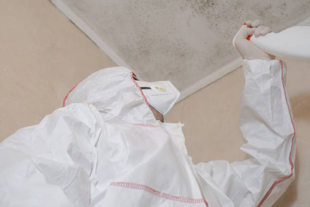 Best Commercial Mold Remediation in Wacousta, MI
