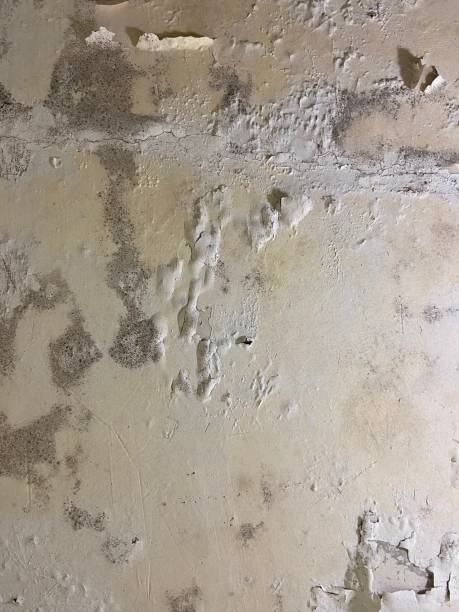 Best Crawl Space Mold Remediation in Wacousta, MI
