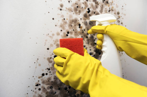 Best Insurance-Related Mold Remediation in Wacousta, MI